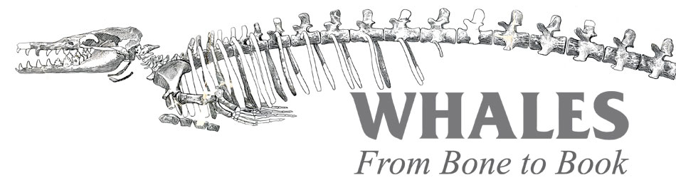 Whales, From Bone to Book banner