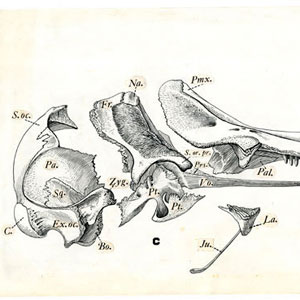 Scientific Illustration of bone fragments