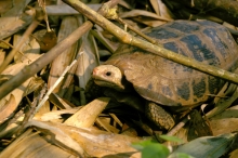 Indotestudo elongata, the Elongated Tortoise