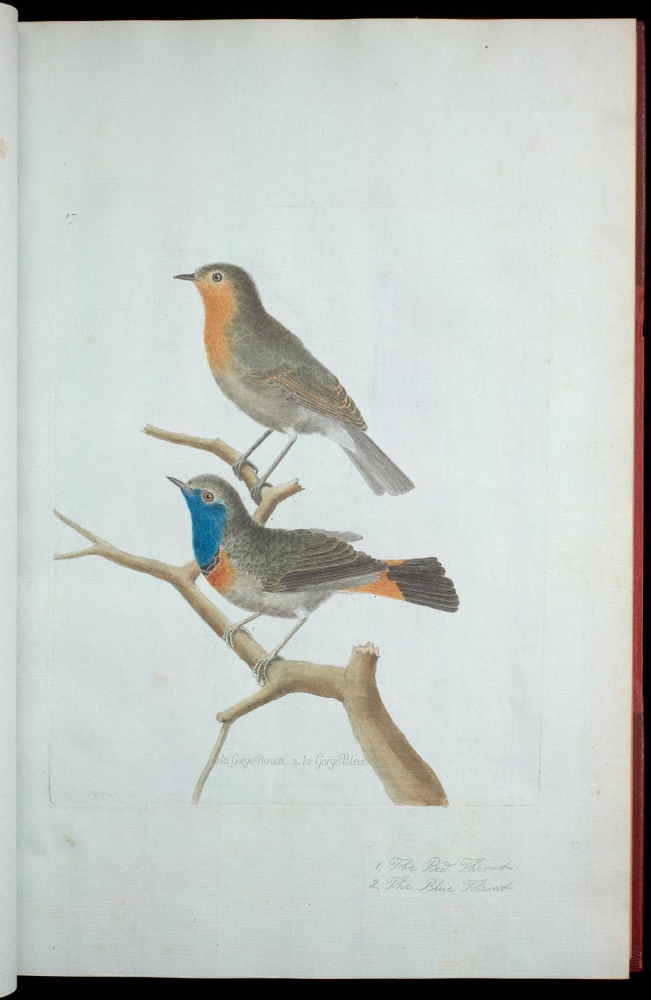 18th Century Histoire Naturelle Ornithologie Color Bird Engraving deals by Benard Direxit