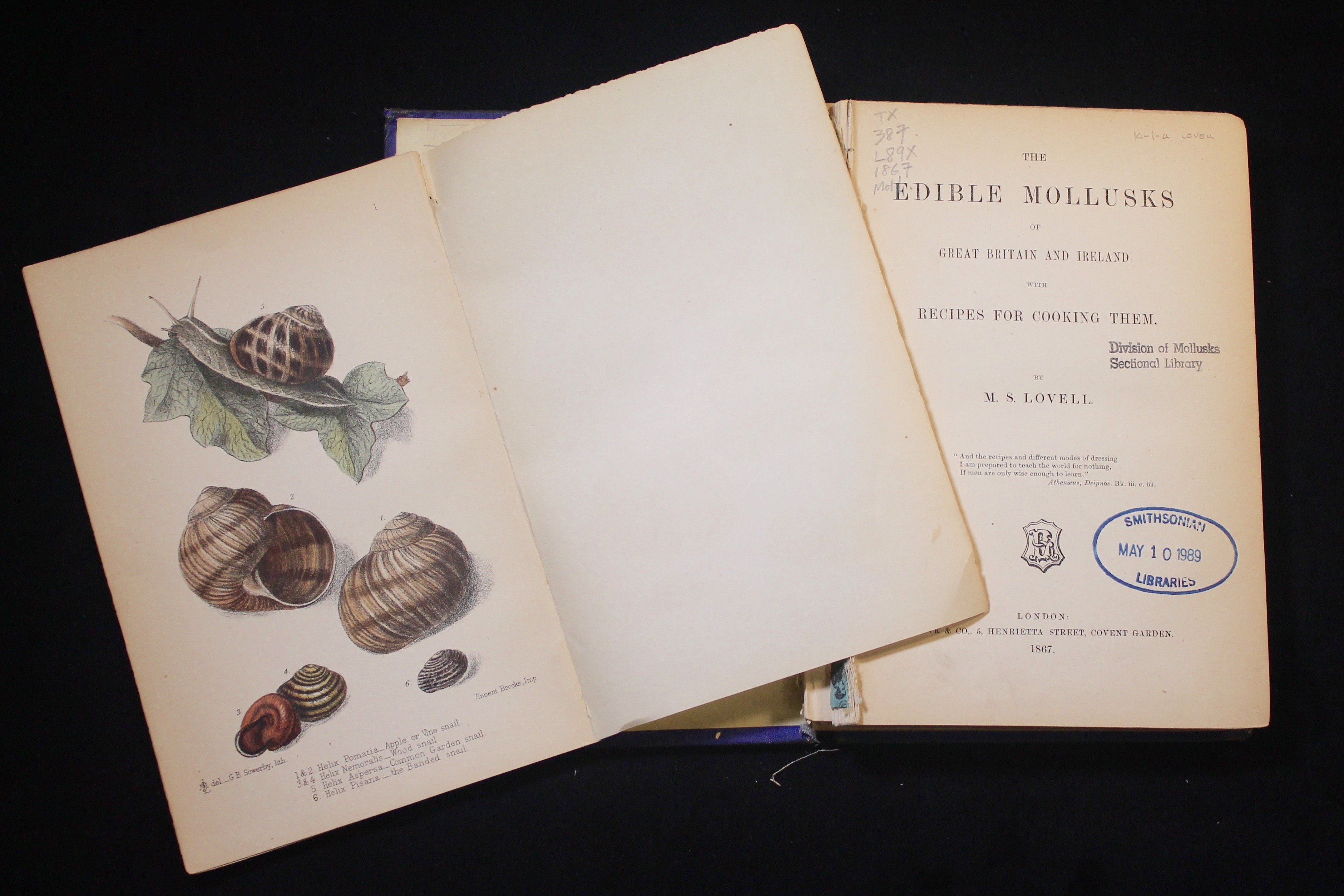 the-edible-mollusks-of-great-britain-and-ireland