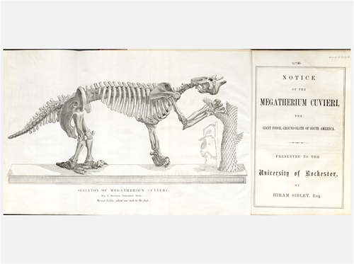 Notice of the Megatherium Cuvieri : The Giant Fossil Ground-Sloth of ...