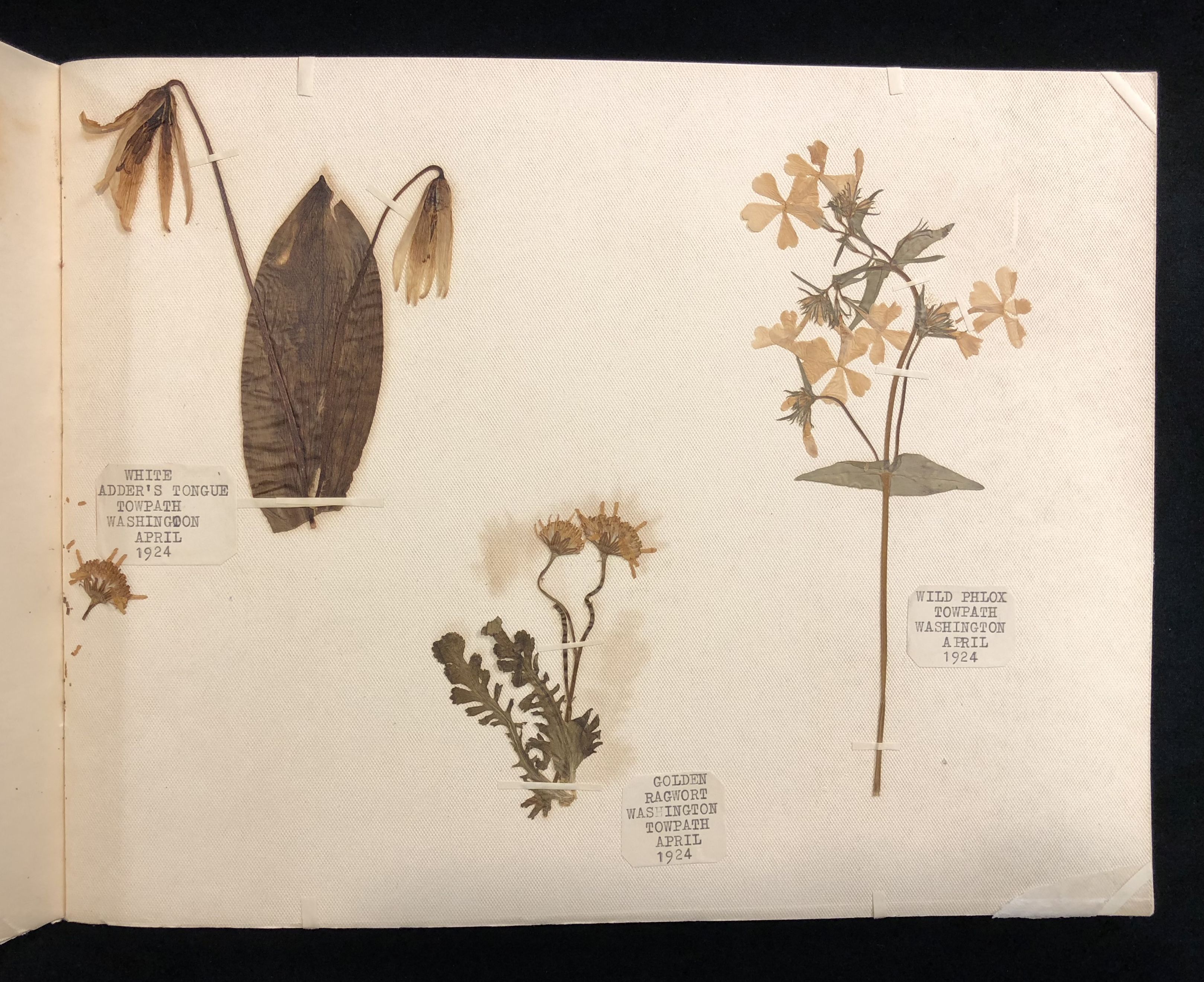 Collection of pressed flowers - Garden Museum