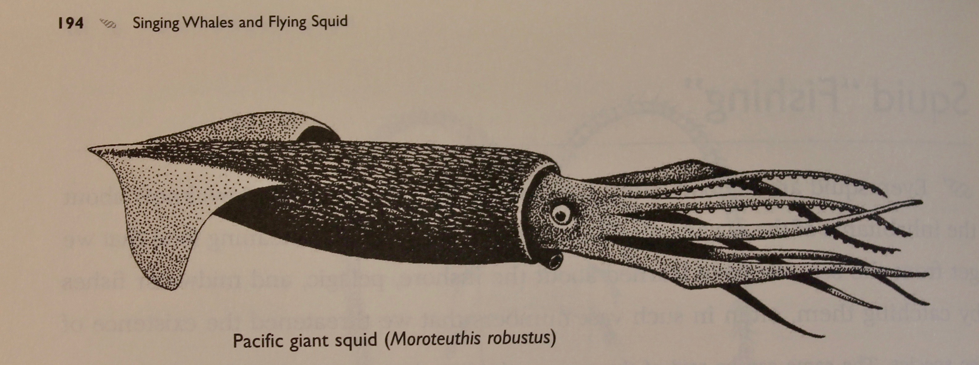 картинки длина рукава кальмара