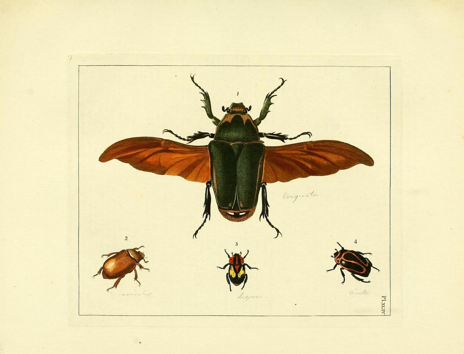 illustration of a large winged beetle