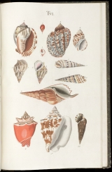 Cover of Prodromus in systema historicum testaceorum