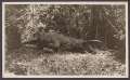 Cover of Black and white photograph of Theodore Roosevelt, with the bull elephant he had just killed