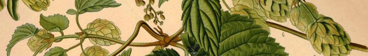 detail of illustration of hops from Köhler's Medizinal-Pflanzen in naturgetreuen 