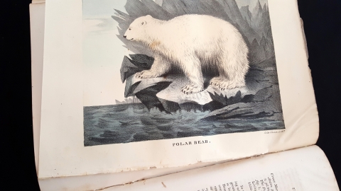 Illustrated color plate of Polar Bear from Vol. 2 Cabinet of Natural History