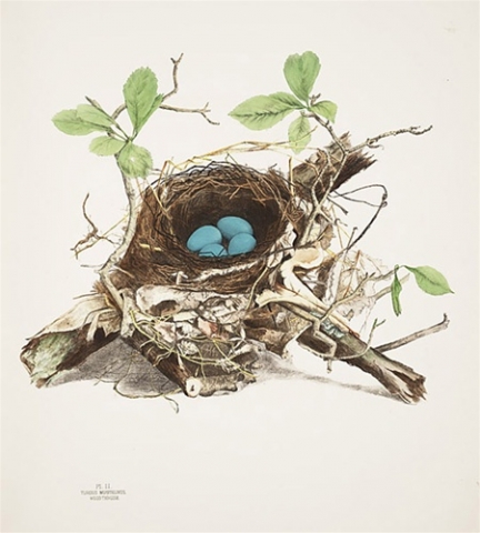 Illustrations of the nests and eggs of birds of Ohio