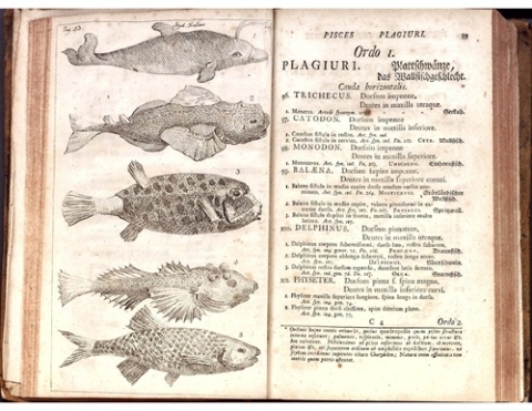 Systema naturae; sistens regna tria naturae, in classes et ordines, genera et species redacta tabulisque aeneis illustrata... (7th ed.)