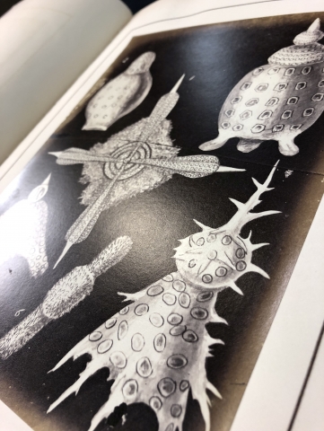 Photograph of drawing of radiolarians