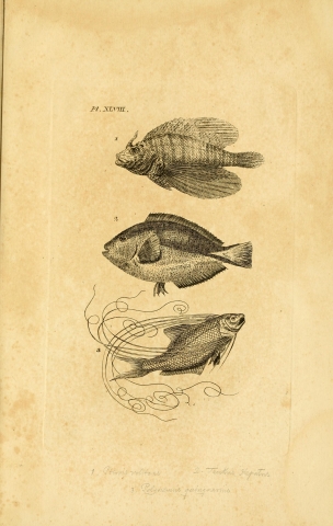 Engraved plate from Icones piscium featuring three fish
