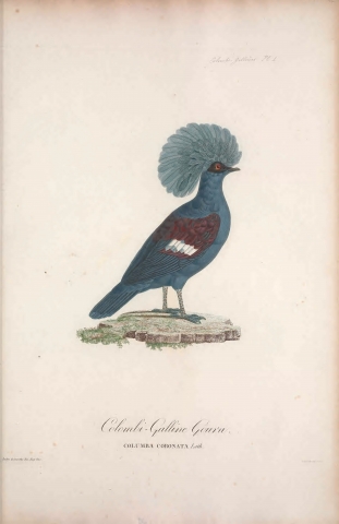 Colombi-Gallines Plate 1 from Les pigeons