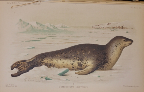 Image from Report on the Collections of Natural History