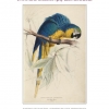 The Remarkable Nature of Edward Lear
