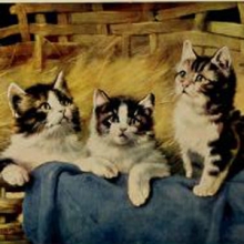 three kittens looking up