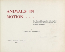 Cover of Animals in motion