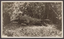 Cover of Black and white photograph of Theodore Roosevelt, with the bull elephant he had just killed
