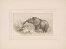 Cover of Original pen and ink drawing of "Elephant cow feeding on cane grass," sketched February 8, [1907?]