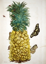 Pineapple - Maria Sibylla Merian "Metamorphosis insectorum surinamensium"