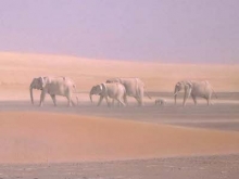 A drawing of sand dunes in the desert. In the background, a group of elephants walks across the sand.