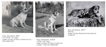 three black and white pictures of dogs with captions comparing their tags to descriptive metadata