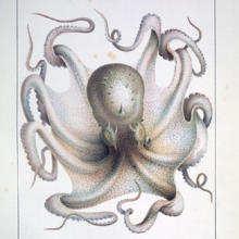 octopus vulgaris illustration