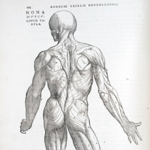 drawing of human musculature system