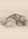 Cover of Original pen and ink drawing of "Elephant cow feeding on cane grass," sketched February 8, [1907?]