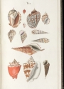 Cover of Prodromus in systema historicum testaceorum
