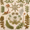 Illustration of Hepaticae by Ernst Haeckel.
