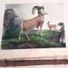 Color illustration of the American Argali from Vol. 1 of the Cabinet of Natural History