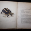 Plate & text of Testudo carbonaria in Bell's Monograph of the Testudinata 