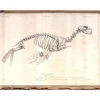 Ostéographie, ou, Description iconographique comparée du squelette et du système dentaire des Mammifères récents et fossiles
