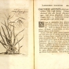 Paradisus batavus, continens plus centum plantas affabre aere incises & descriptionibus illustratas.
