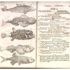 Systema naturae; sistens regna tria naturae, in classes et ordines, genera et species redacta tabulisque aeneis illustrata... (7th ed.)
