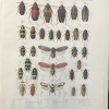 Biologia Centrali Americana Insecta_Cicadas