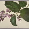 Botanical illustrations from the Adelia Gates Collection