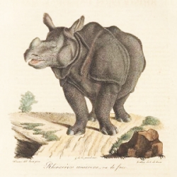 Drawing of rhinoceros.