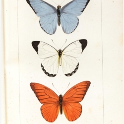 Histoire naturelle des Lepidoptères exotiques
