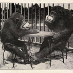 Photo of two young chimpanzees sitting at a table drinking from cups.