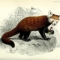 Image of a red panda from the book "Proceedings of the Zoological Society of London"