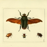 illustration of a large winged beetle