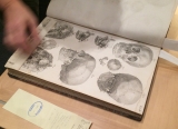 Illustration depicting human skulls from Loder's Anatomische Tafeln....