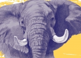 Drawing of an Elephant